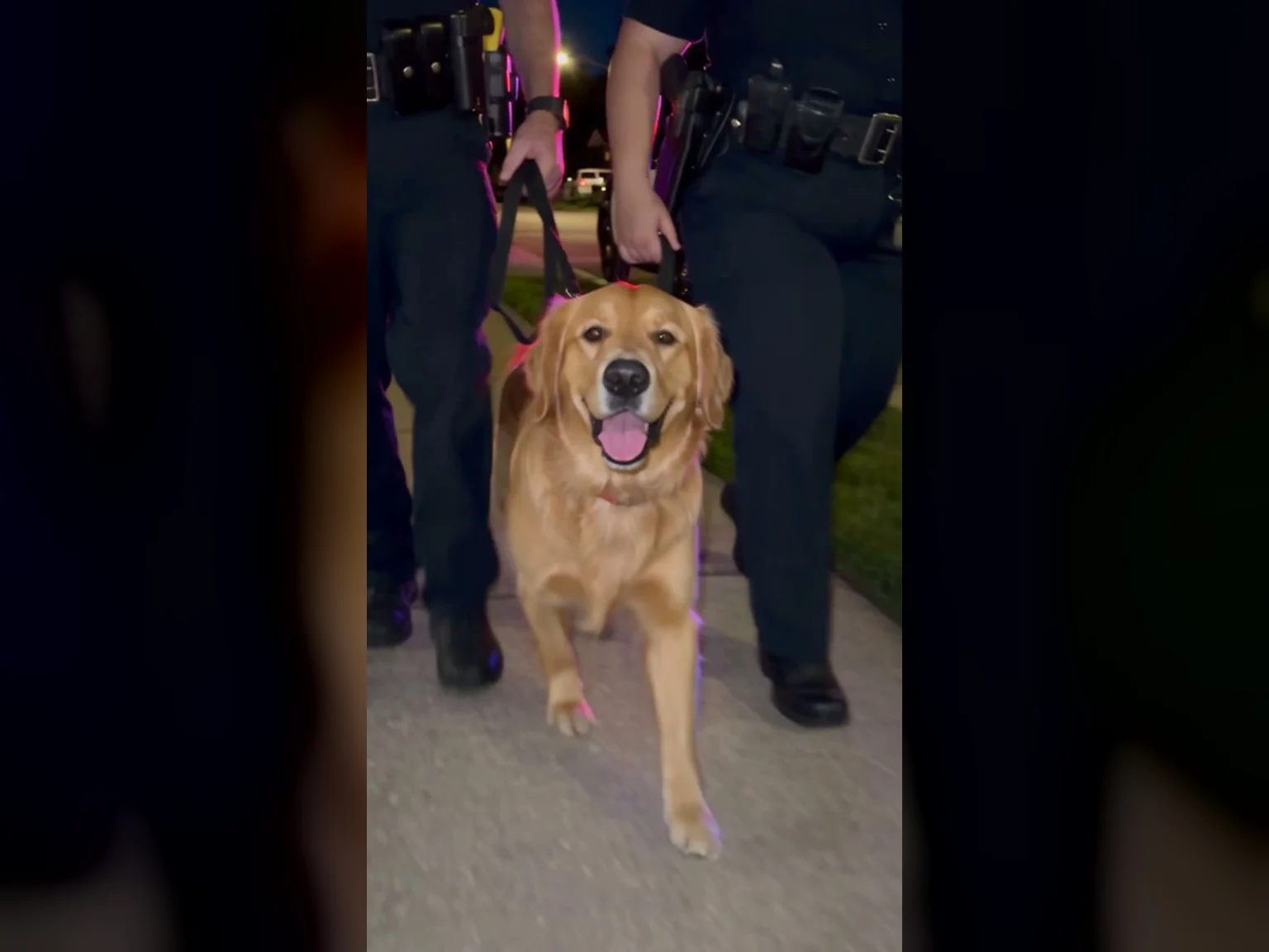 Stage a Pet Arrest Video