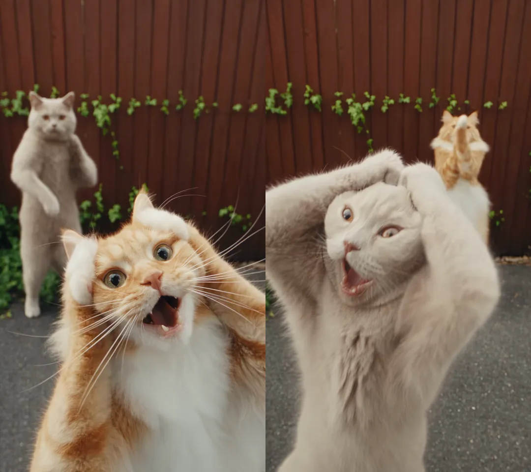 The trade the Smalltown Boy AI prompt is built around, in the trend's first video by @bellvtrix.ai: the ginger cat up close before the cut, the grey cat up close after it