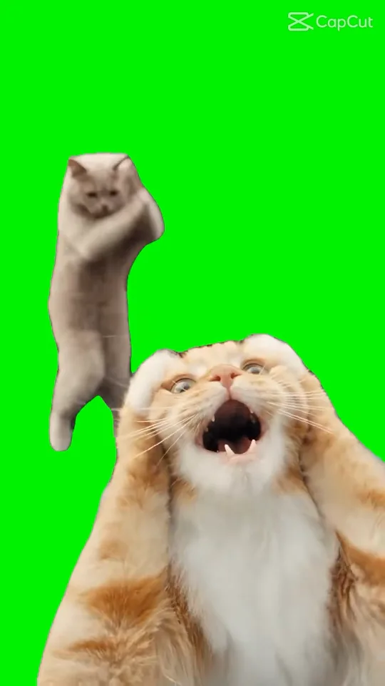 A frame from the Silly Cat Meme Smalltown Boy CapCut template's own sample: the two original cats cut out on a green screen, which is what lands on top of your photo
