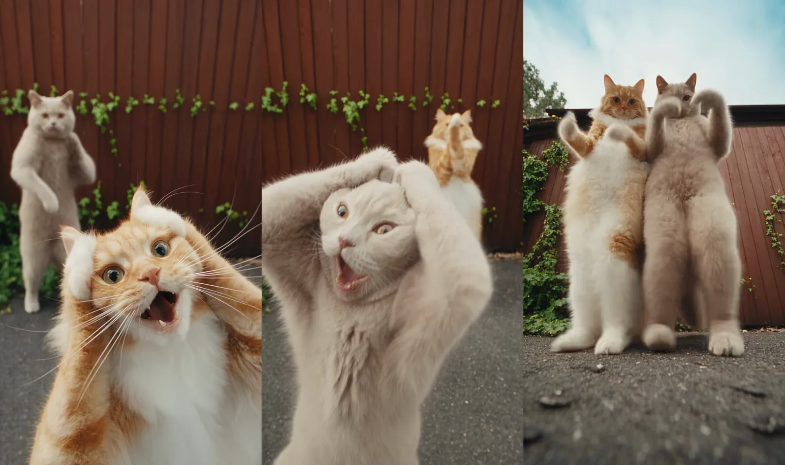 The original Smalltown Boy dance trend video by @bellvtrix.ai at three moments: the ginger cat wailing up close, the grey cat up close after the trade, and both cats dancing side by side at the red fence